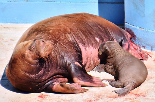 Walrus Network tweet media
