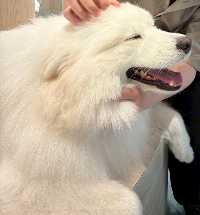 ogka12's tweet photo. サモエド撫でに行ってきた
かわいい https://t.co/XU6ccRxOjM