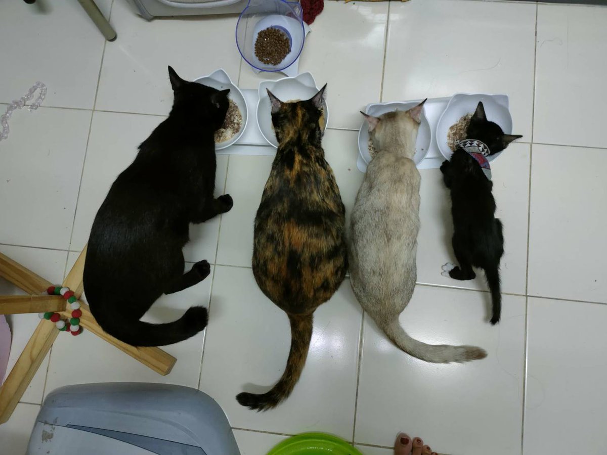 ไม่ควรมีแมวตัวไหนบนโลกใบนี้ต้องมาเป็นแมวจร tweet media