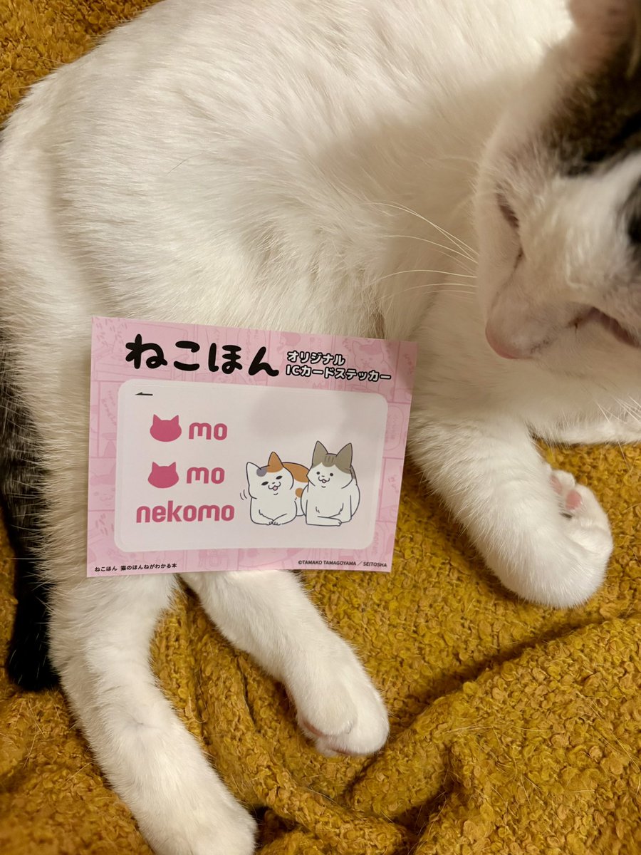 卵山玉子 (@tongarirooms) / Posts / X