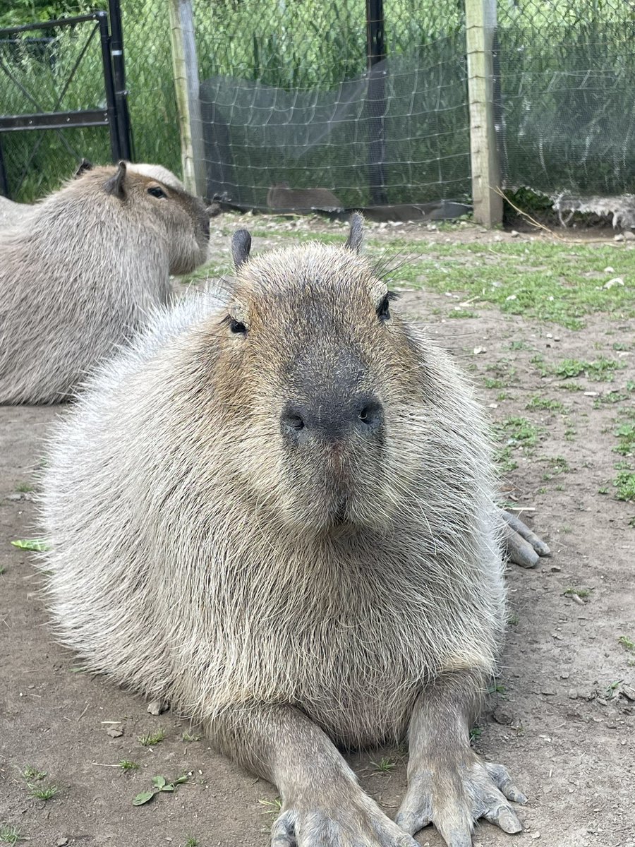 かっぴばら様 温泉大好き】カピバラ8つの秘密【みんなのどうぶつ園公式】どうぶつ