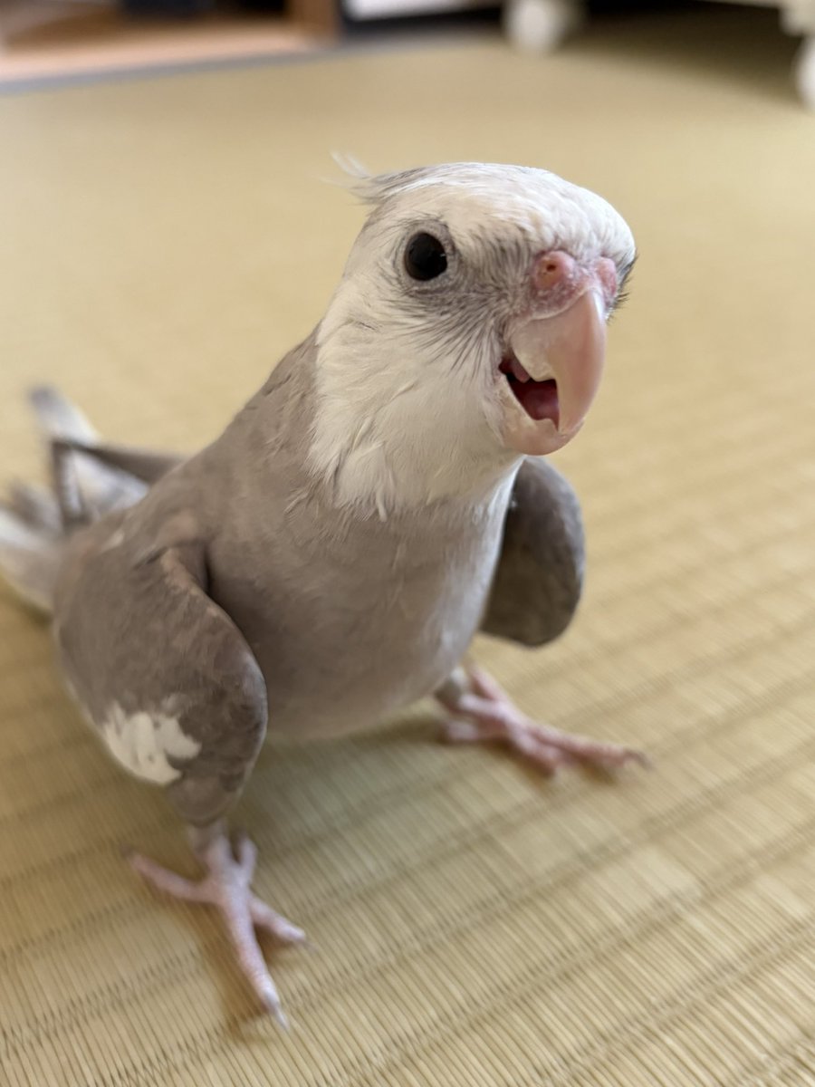 迷子のオカメインコを探してます tweet media