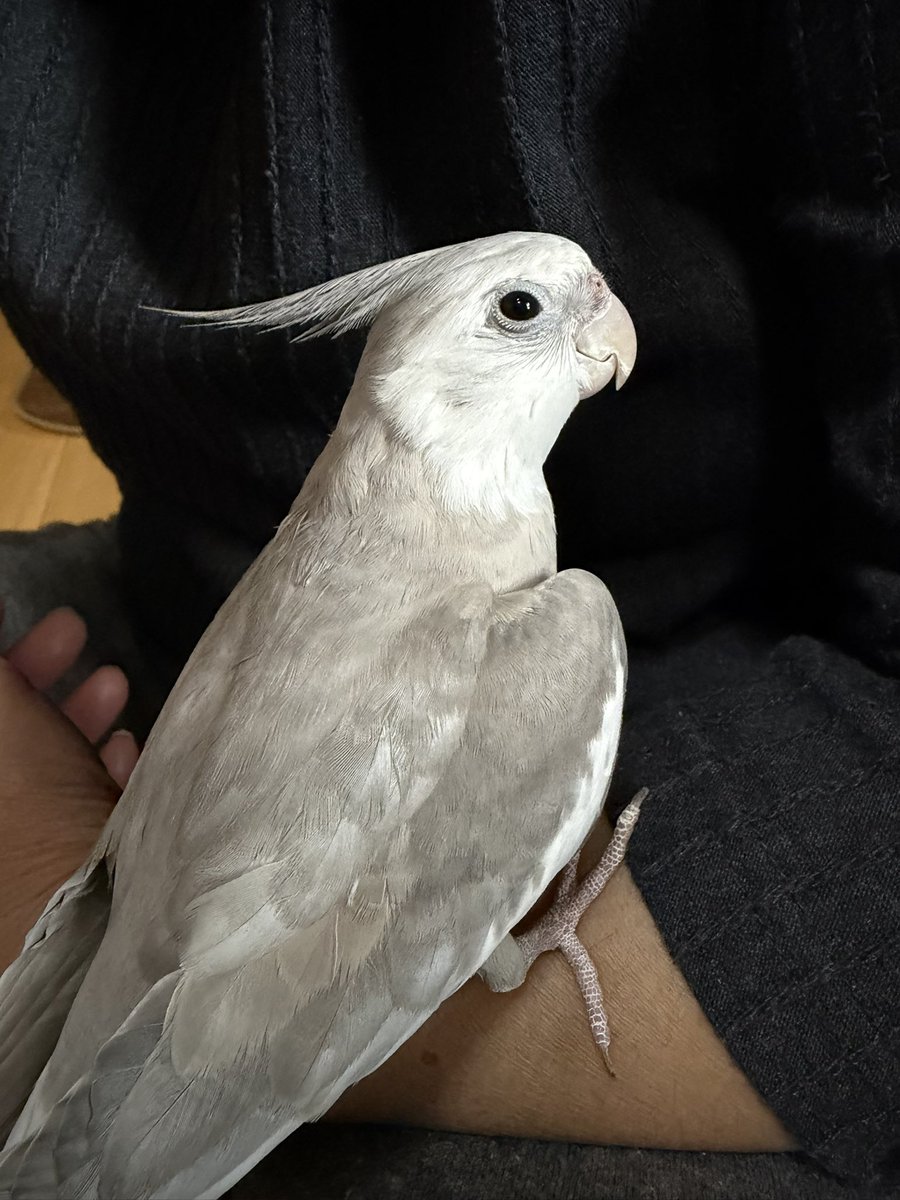 迷子のオカメインコを探してます tweet media