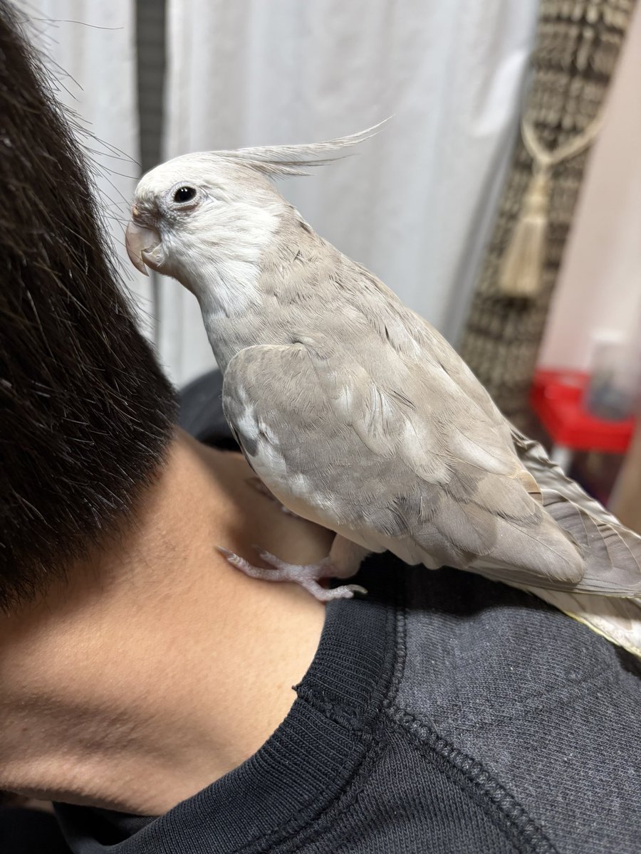 迷子のオカメインコを探してます tweet media
