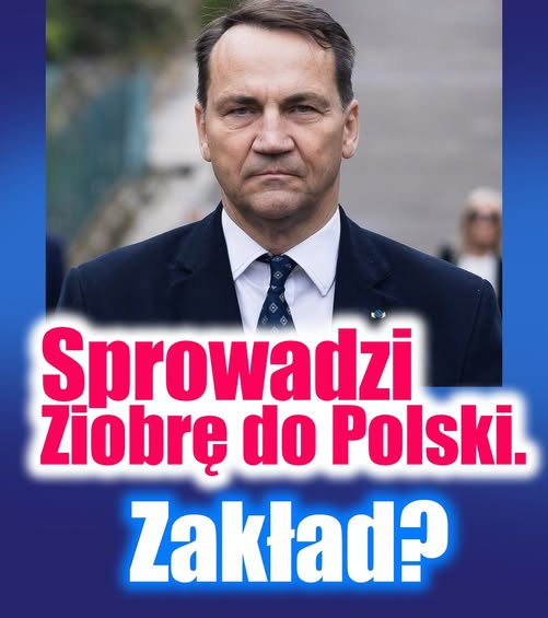 Ewka 🇵🇱 🇪🇺 📚📚💫 tweet media