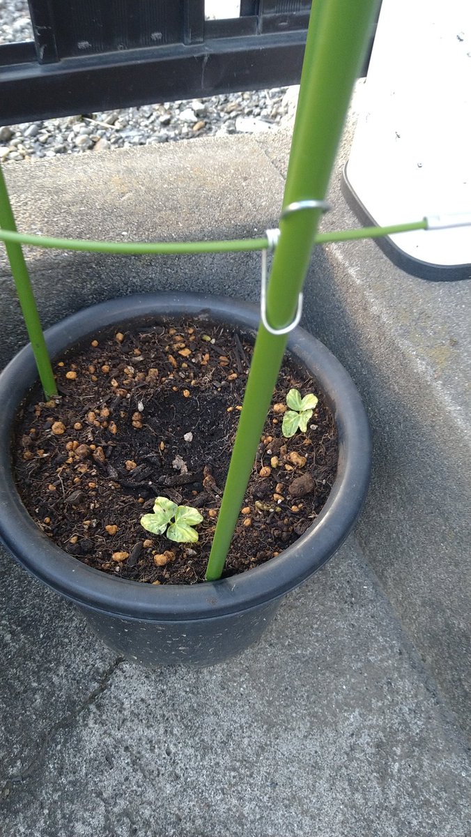 双葉 今年もやります 種植え4日目 出ました双葉