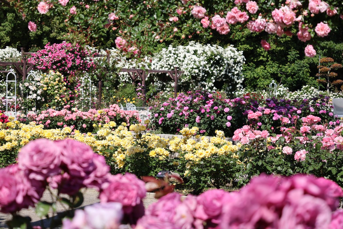 長居植物園 tweet media