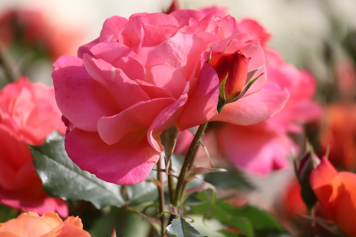 ✨🌹スタッフの「推しバラ」紹介🌹✨⑦ ＼ ディズニーランド・ローズ
