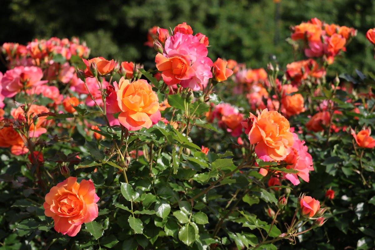 ✨🌹スタッフの「推しバラ」紹介🌹✨⑦ ＼ ディズニーランド・ローズ