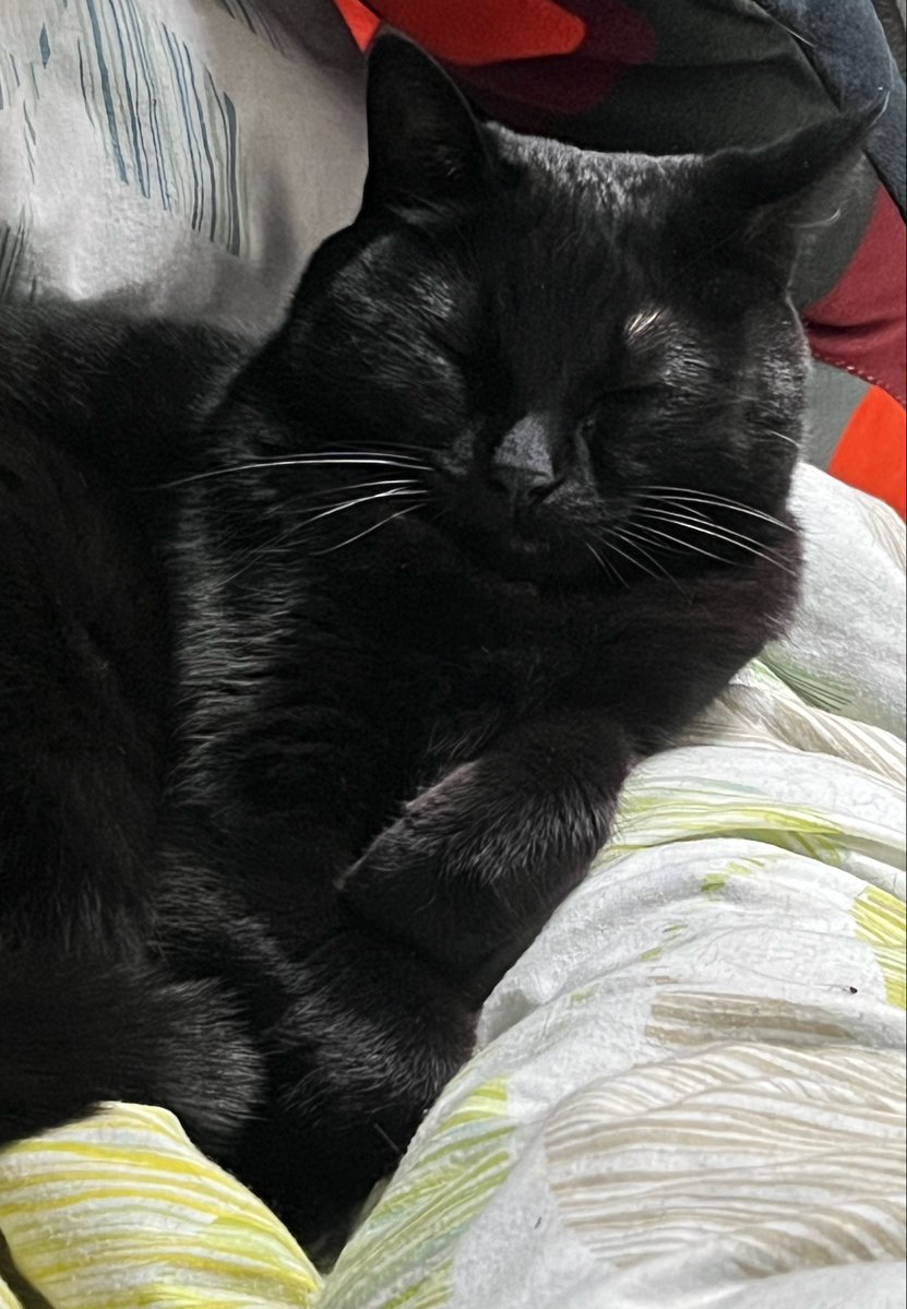 薬「投与した日の夜は猫と寝ないで下さい」
私「えっ」

今とても狼狽しています
こやつはカイヌシ好きすぎて24時間くっついてる甘々きゃっと