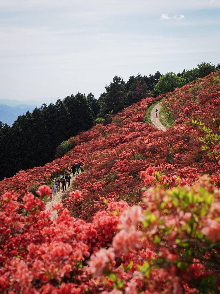 nunookui's tweet photo. 【2026年5月】
今年も大和葛城山に登山して一目百万本のヤマツツジを見てきましたー！

#大和葛城山
#一目百万本
#つつじ
#キリトリセカイ
#写真好きな人と繋がりたい
#jp_gallery
#total_japan_
#yamap55
#yamahack
#山が好き
#大和葛城山つつじ
#私の山フォト https://t.co/xsfcxMpRFB