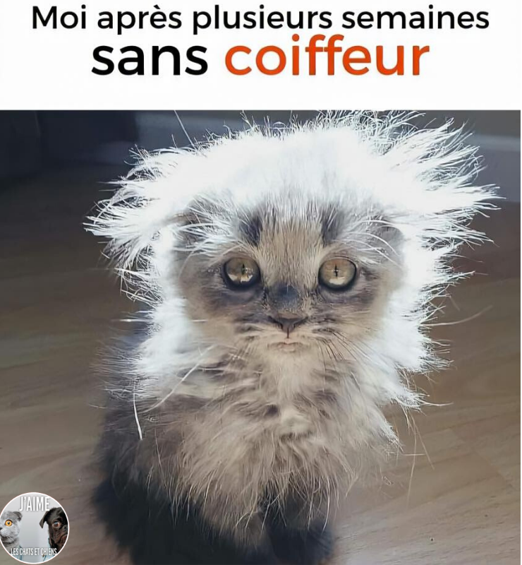 🇺🇦 Beguin-chat 🇲🇫 🇬🇧 tweet media