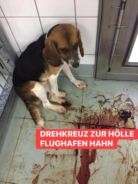 yolandaschultes's tweet photo. Kopie SOKO Tierschutz
Es ist alles noch viel schlimmer.
Touri-Flugplatz Hahn: Das Todesdrehkreuz für Hunde und Katzen
Letztes Jahr deckte SOKO Tierschutz auf, dass in Geheimflügen hunderte Beagle-Hunde und auch Katzen aus den USA zum Flughafen „Frankfurt -Hahn“ geflogen und dort auf nicht gekennzeichnete Tiertransporter verladen werden.
Der nächste Flug im Januar fand dann unter massiven Sicherheitsvorkehrungen statt. Keiner sollte wieder das verzweifelte Bellen der Hunde hören und die Blicke der Tiere nach über zwölf Stunden Flug sehen.
Der Flughafen stritt jede Verantwortung für diese Todesflüge ab. „Das wäre Sache der Fluggesellschaften“
Recherchen der regionalen Zeitung Volksfreund offenbaren nun noch Schlimmeres:
Der Flughafen Hahn ist nicht nur ein Drehkreuz für Tierversuche in Deutschland, sondern in ganz Europa. Seit 2021 wurden 2460 Hunde, 119 Katzen, 52 Frettchen, 100 Kaninchen und 149 Mäuse – meist aus den USA – eingeflogen und an Tierversuchslabore in Europa verteilt.
Die Opfer von Flughafen Hahn und der TRIWO AG werden also nicht nur in grausamen Tiertransporten aus den USA eingeflogen, sondern anschließend noch bis zu 2000 Kilometer im LKW quer durch Europa transportiert.
Das bedeutet bis zu 52 Stunden Tiertransport: Enge, Fäkalien, Stress und Angst.
Die Transporte führen nach Dänemark, Frankreich und Spanien. Die wenigsten Tiere verbleiben in Deutschland.
Ihr Schicksal ist bekannt:
Diese Tiere werden sterben. Grausam sterben.
Die meisten werden in Contract-Research-Laboren oder in den Katakomben großer Chemiekonzerne vergiftet.
Fliegst du in den Urlaub, wo dieses blutige Geschäft blüht?
Wenn ja, weißt du, was du zu tun hast.
Keiner sollte diese Taten unterstützen.
Hier könnt ihr protestieren: https://t.co/vxzUOiT4kD
https://t.co/j23B5IBBBT...
Fotos: LPT Mienenbüttel SOKO Tierschutz/Cruelty Free Int.