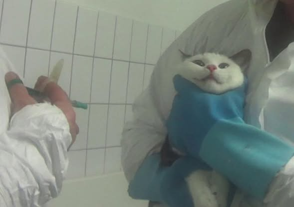 yolandaschultes's tweet photo. Kopie SOKO Tierschutz
Es ist alles noch viel schlimmer.
Touri-Flugplatz Hahn: Das Todesdrehkreuz für Hunde und Katzen
Letztes Jahr deckte SOKO Tierschutz auf, dass in Geheimflügen hunderte Beagle-Hunde und auch Katzen aus den USA zum Flughafen „Frankfurt -Hahn“ geflogen und dort auf nicht gekennzeichnete Tiertransporter verladen werden.
Der nächste Flug im Januar fand dann unter massiven Sicherheitsvorkehrungen statt. Keiner sollte wieder das verzweifelte Bellen der Hunde hören und die Blicke der Tiere nach über zwölf Stunden Flug sehen.
Der Flughafen stritt jede Verantwortung für diese Todesflüge ab. „Das wäre Sache der Fluggesellschaften“
Recherchen der regionalen Zeitung Volksfreund offenbaren nun noch Schlimmeres:
Der Flughafen Hahn ist nicht nur ein Drehkreuz für Tierversuche in Deutschland, sondern in ganz Europa. Seit 2021 wurden 2460 Hunde, 119 Katzen, 52 Frettchen, 100 Kaninchen und 149 Mäuse – meist aus den USA – eingeflogen und an Tierversuchslabore in Europa verteilt.
Die Opfer von Flughafen Hahn und der TRIWO AG werden also nicht nur in grausamen Tiertransporten aus den USA eingeflogen, sondern anschließend noch bis zu 2000 Kilometer im LKW quer durch Europa transportiert.
Das bedeutet bis zu 52 Stunden Tiertransport: Enge, Fäkalien, Stress und Angst.
Die Transporte führen nach Dänemark, Frankreich und Spanien. Die wenigsten Tiere verbleiben in Deutschland.
Ihr Schicksal ist bekannt:
Diese Tiere werden sterben. Grausam sterben.
Die meisten werden in Contract-Research-Laboren oder in den Katakomben großer Chemiekonzerne vergiftet.
Fliegst du in den Urlaub, wo dieses blutige Geschäft blüht?
Wenn ja, weißt du, was du zu tun hast.
Keiner sollte diese Taten unterstützen.
Hier könnt ihr protestieren: https://t.co/vxzUOiT4kD
https://t.co/j23B5IBBBT...
Fotos: LPT Mienenbüttel SOKO Tierschutz/Cruelty Free Int.
