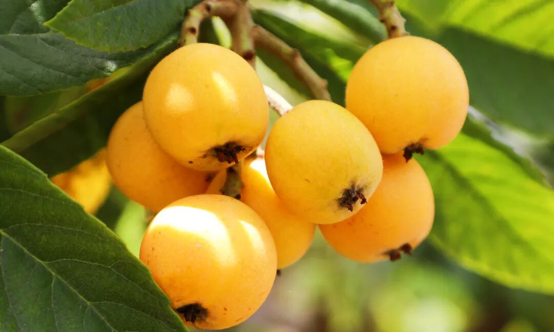 InZunyi's tweet photo. Loquat season is here! Head over to Zunyi's Tongzi county to pick your own golden, plump, sweet fruits.

It's a wonderful getaway to get a refreshing taste of summer. https://t.co/BxVbUhOScS