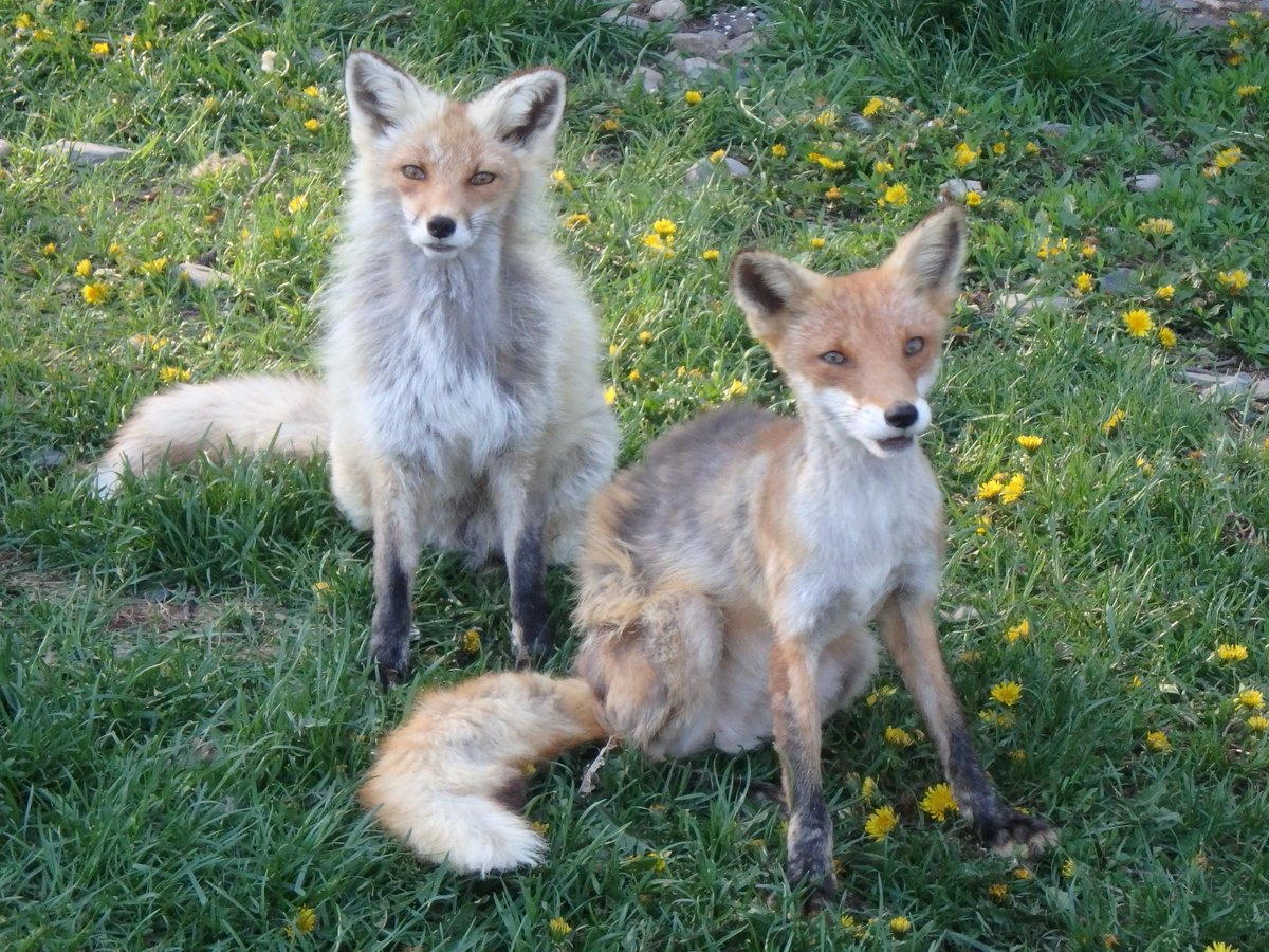 🐕karlunko🦊 tweet media