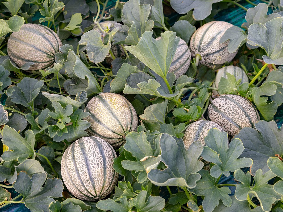 FHALMERIA's tweet photo. Med Hermes presenta Minerva, el cantaloup de maduración temprana y resistente.
https://t.co/VuXIaPUuC3 https://t.co/cAuNe22e0y