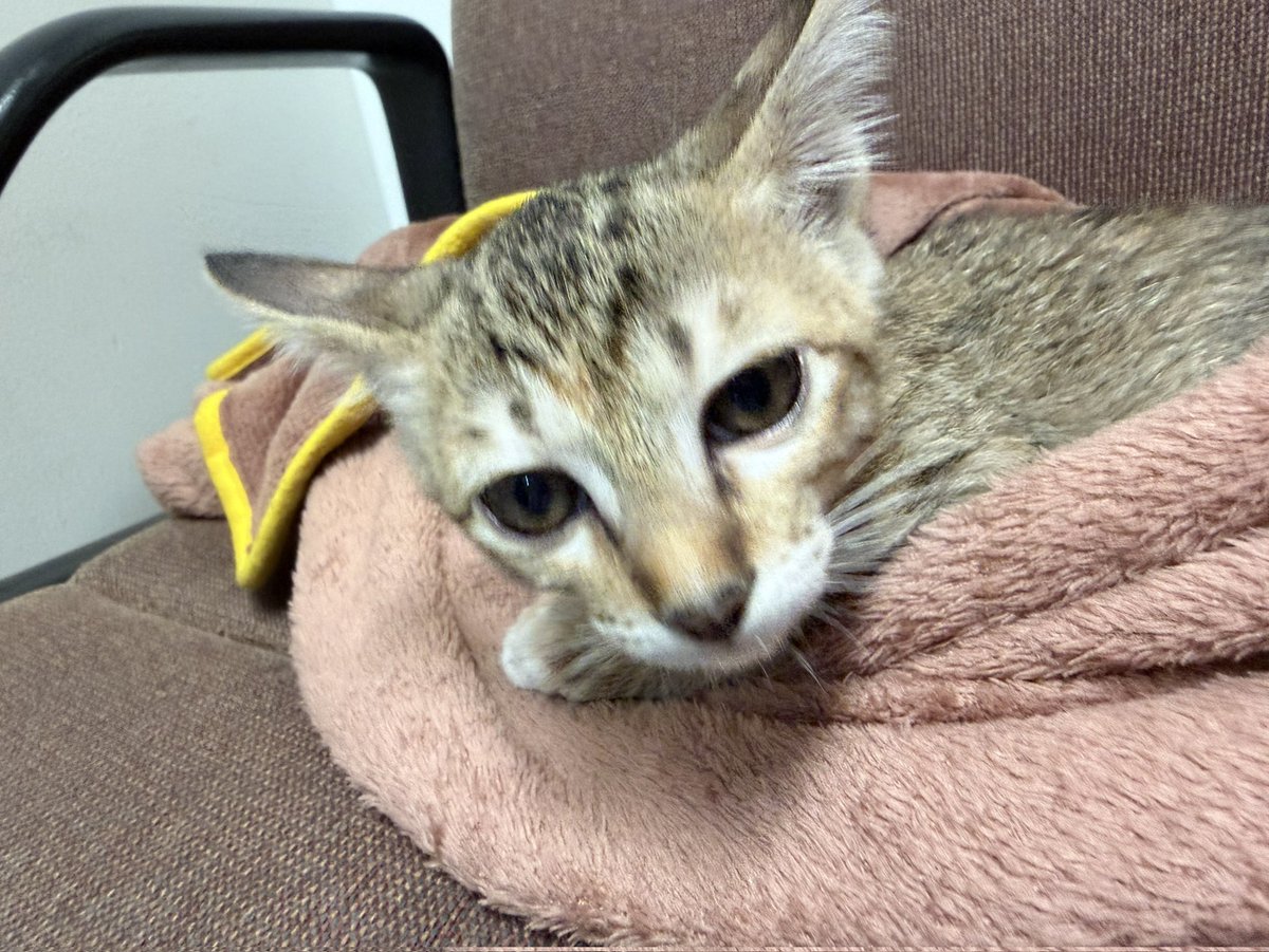 Catster & Co บ้านพักพิงแมวจร tweet media