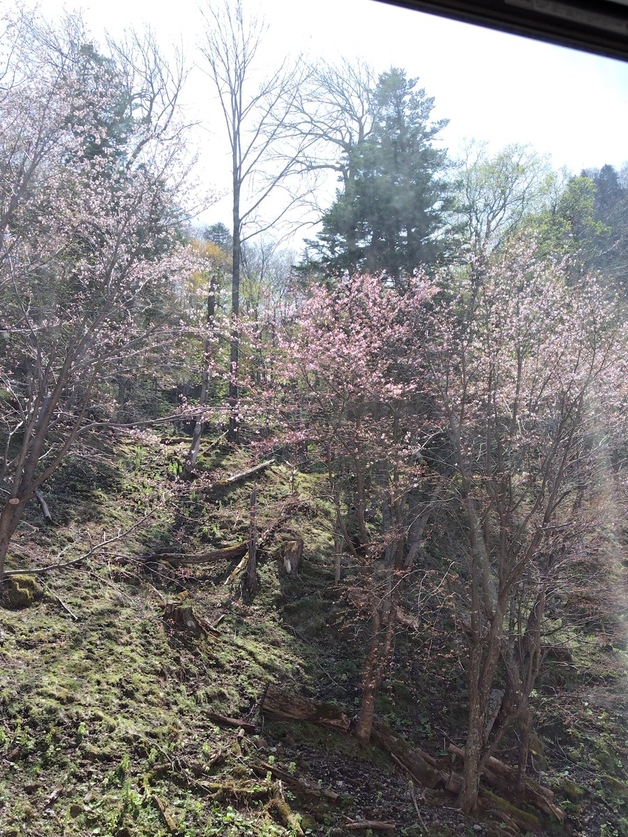 mtview_3011's tweet photo. 層雲峡の初桜。 https://t.co/lzeahD1NoC
