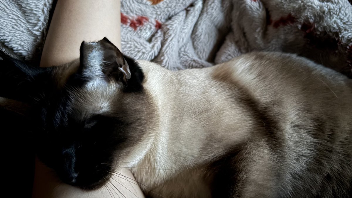 シャム猫