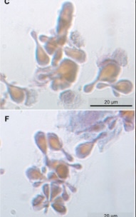Cytopathology tweet media