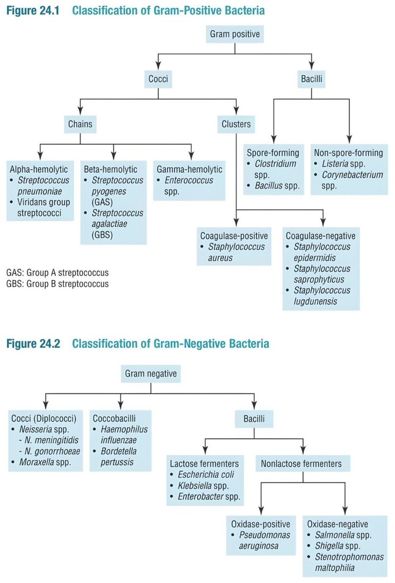 Bacteria Classification