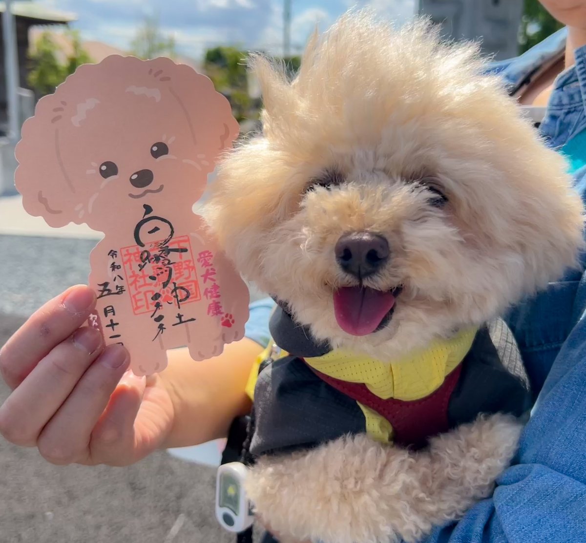 MATSUNOBU3's tweet photo. ニコの健康を願いつつ犬形代でお祓いもしてきました。
いつまでも元気でいてね。 https://t.co/7Ge9VagjD8