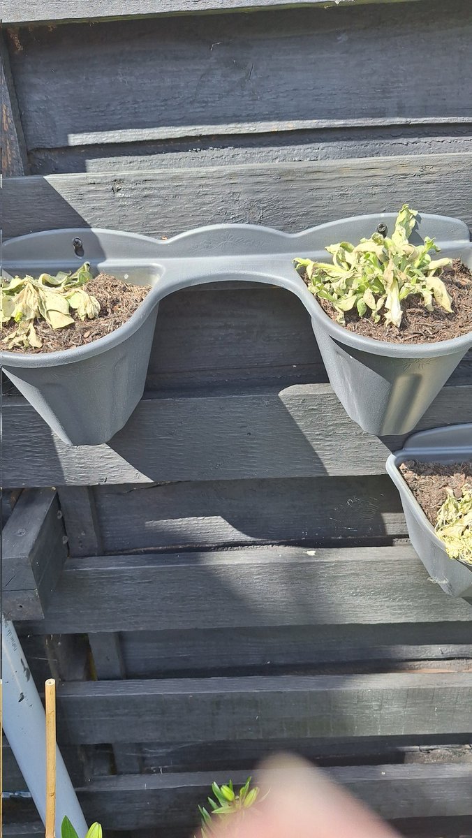 Margalso's tweet photo. Really disappointed with my selection of Sufinia purchased a week ago @dobbies in Dorset. Pot in my usual way as I do every year and this is them today. £80 for what looks like weeds. Asda or the Range looking good to replace them. https://t.co/PCu1L07rNh