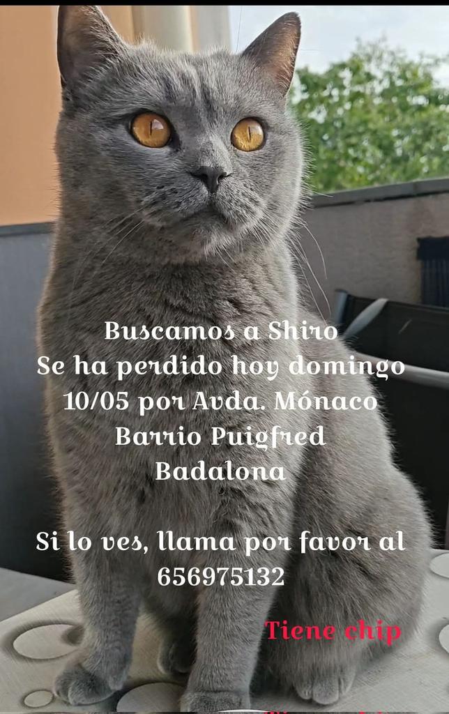 Àrees de Gossos Badalona tweet media