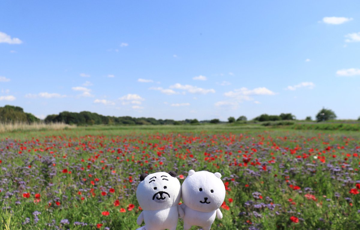 くま♪(๑ᴖ◡ᴖ๑)♪ページ Post by yu@くま on X: 🪻