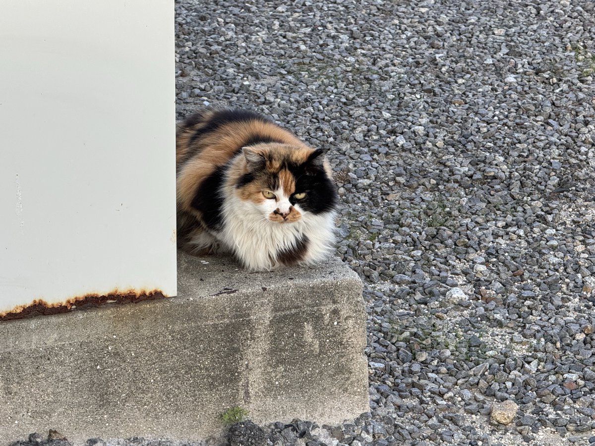 ﾌﾜﾌﾜﾉﾗﾐｹﾁｬﾝ！