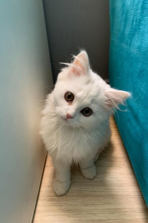 loaaygotit's tweet photo. i miss when she was a little kitten https://t.co/InqBrSHNBf