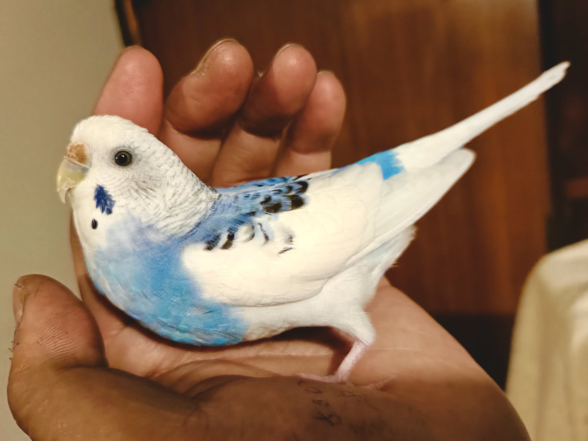 HAMRIKU tweet media