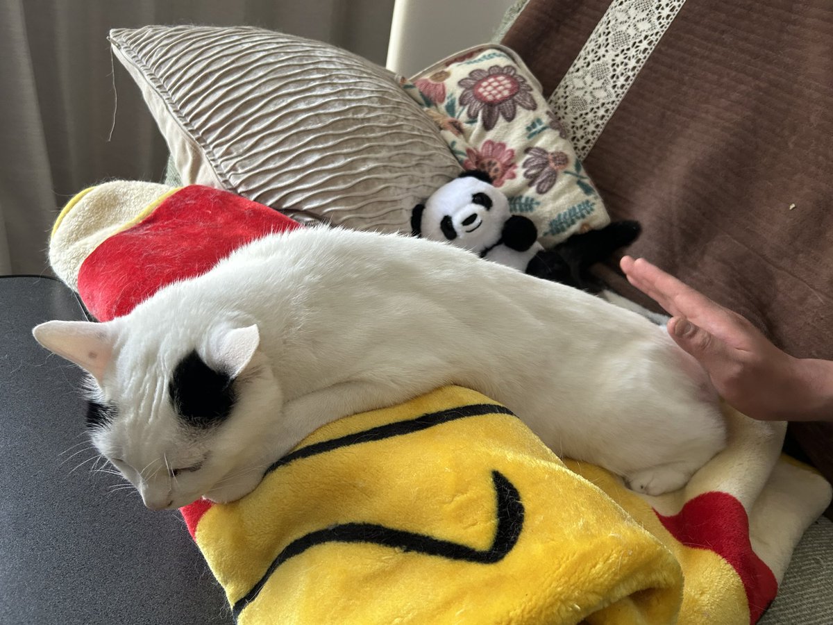 hogoneko_uru's tweet photo. おしりポンポンするとながーーーく伸びてきます🐱
#保護猫ウルちゃん #猫 #猫のいる暮らし #猫好きさんと繋がりたい https://t.co/Yk7SpdGwrD