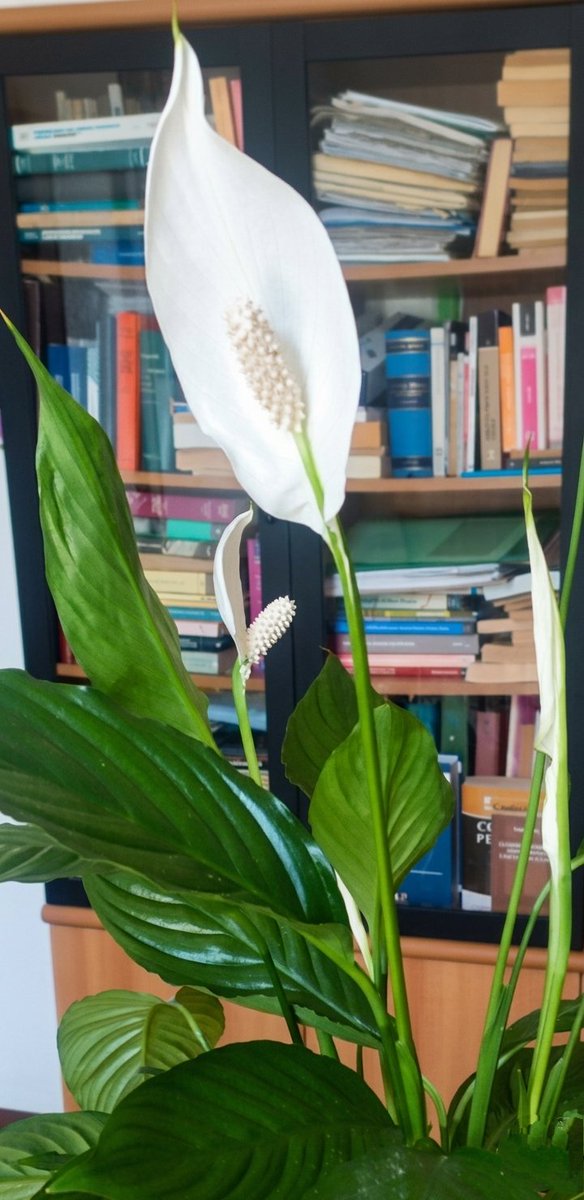 daba137's tweet photo. Libri e fiori, che meravigliosa combinazione!
Books and flowers, what a wonderful combination!

#booksandflowers #books📚 #flowers🌼 #perfectcombination #flowersandbooks

#libriefiori #libri📚 #fiori🌼 #combinazioneperfetta #fiorielibri https://t.co/L9qrB5YiHN