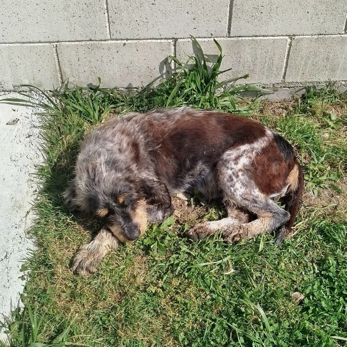#LUGO
#TURCO va a cumplir 12 años. Es un encanto

Sus patitas traseras cada vez le fallan más y le cuesta levantarse

Aún tiene mucha vida por delante y mucho que ofrecer! Cosa que no conseguirá encerrado en las instalaciones

Dale una oportunidad 

Contacto: aapafoz@hotmail.com