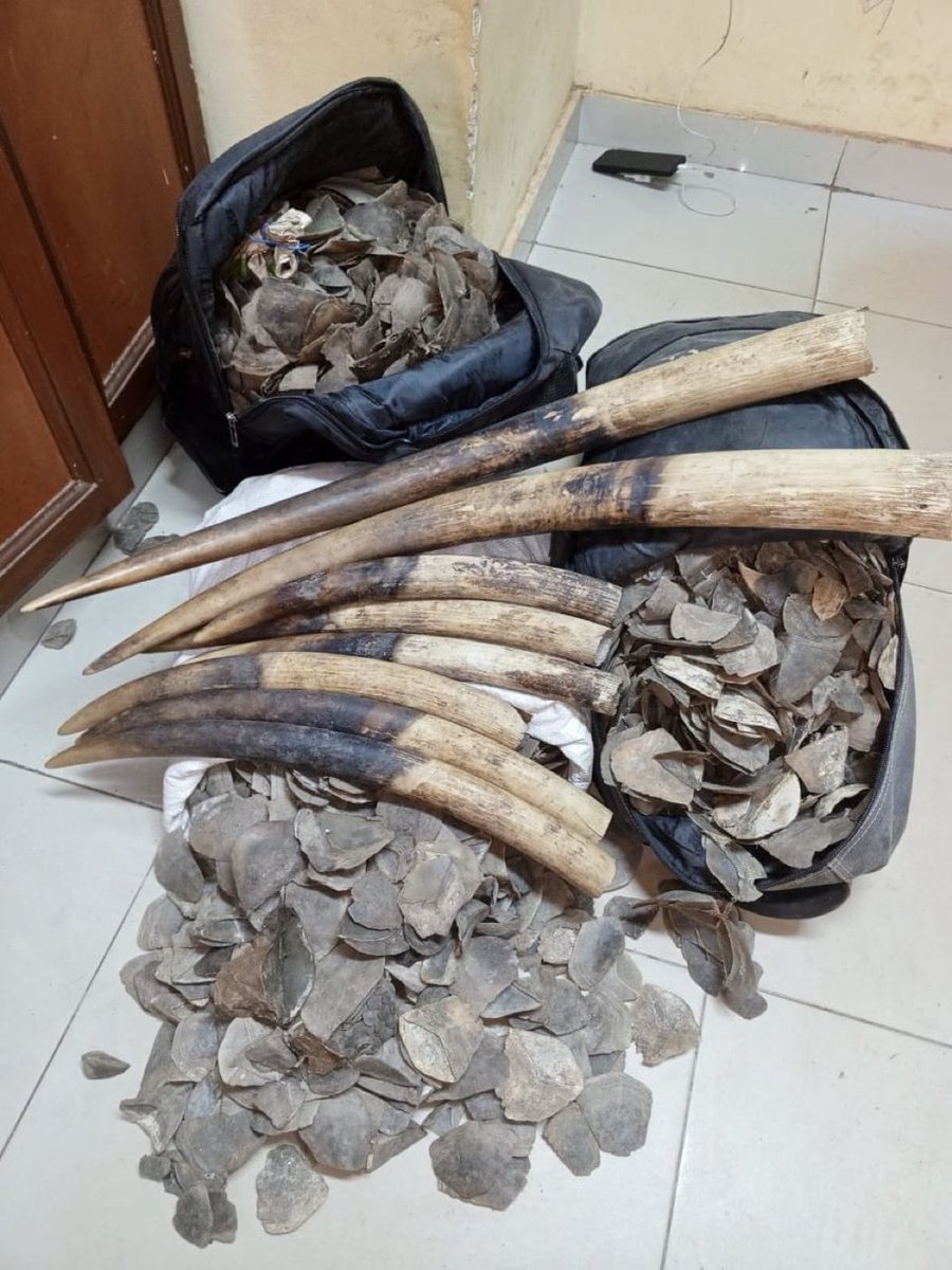 Xpose Trophy Hunting tweet media