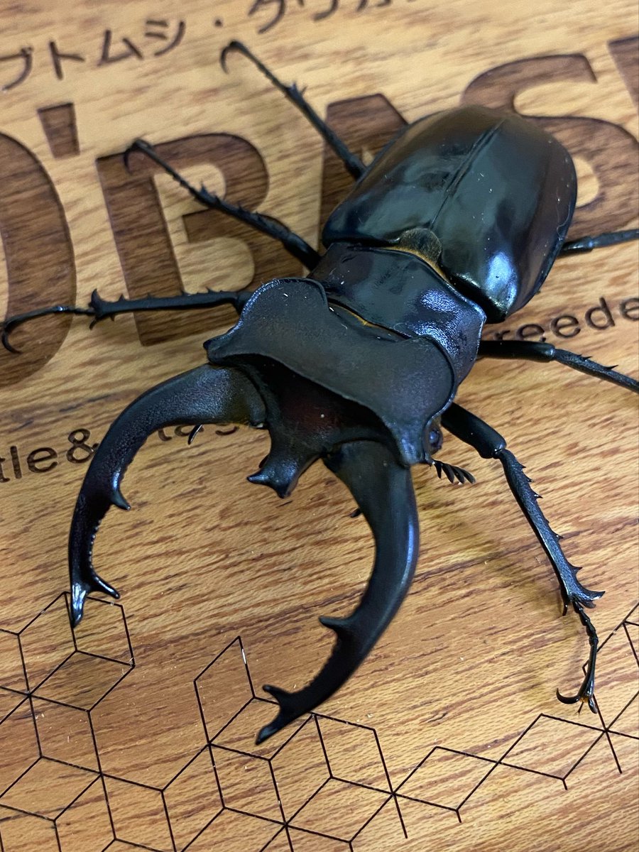 カブトムシ・クワガタ専門店D'BASE tweet media
