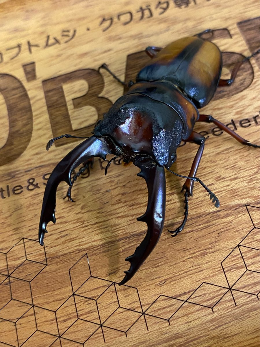 カブトムシ・クワガタ専門店D'BASE tweet media