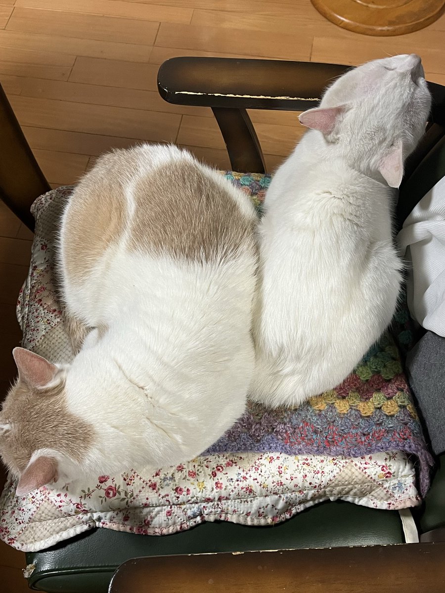 ニャンズ5+2+1 tweet media