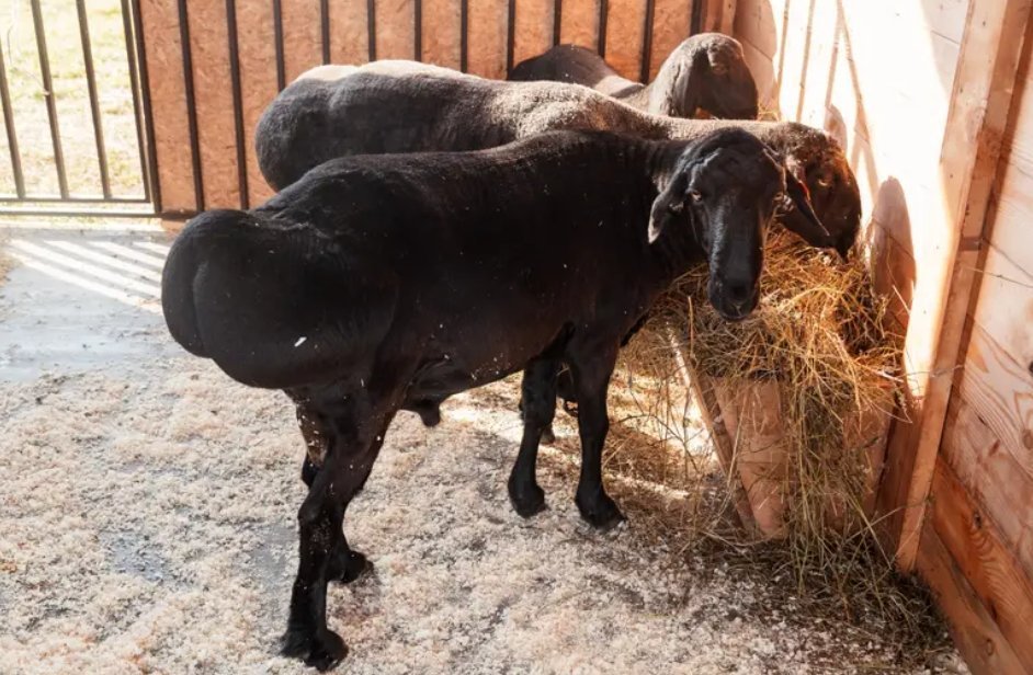 HeronIncrisis's tweet photo. Wtf...  Sheep got BBL 
#animalfarmpartner https://t.co/Ld3a8voOzY
