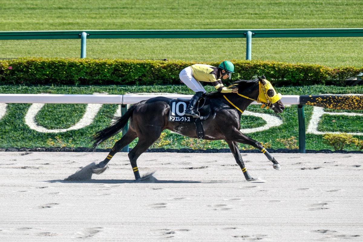 netkeiba's tweet photo. 【土曜 東京】
9R 分倍河原S 4歳上3勝
#アンパドゥ
#クリストフ・ルメール
父Iffraaj
母Latharna Skies

10R 青竜S オープン
#ドンエレクトス
#荻野極
父ダノンレジェンド
母ドナプリモ
撮影：下野雄規 https://t.co/wnAX0hOpzM