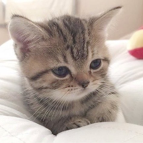 ₍^ᓀ‸ᓂマ੭ tweet media