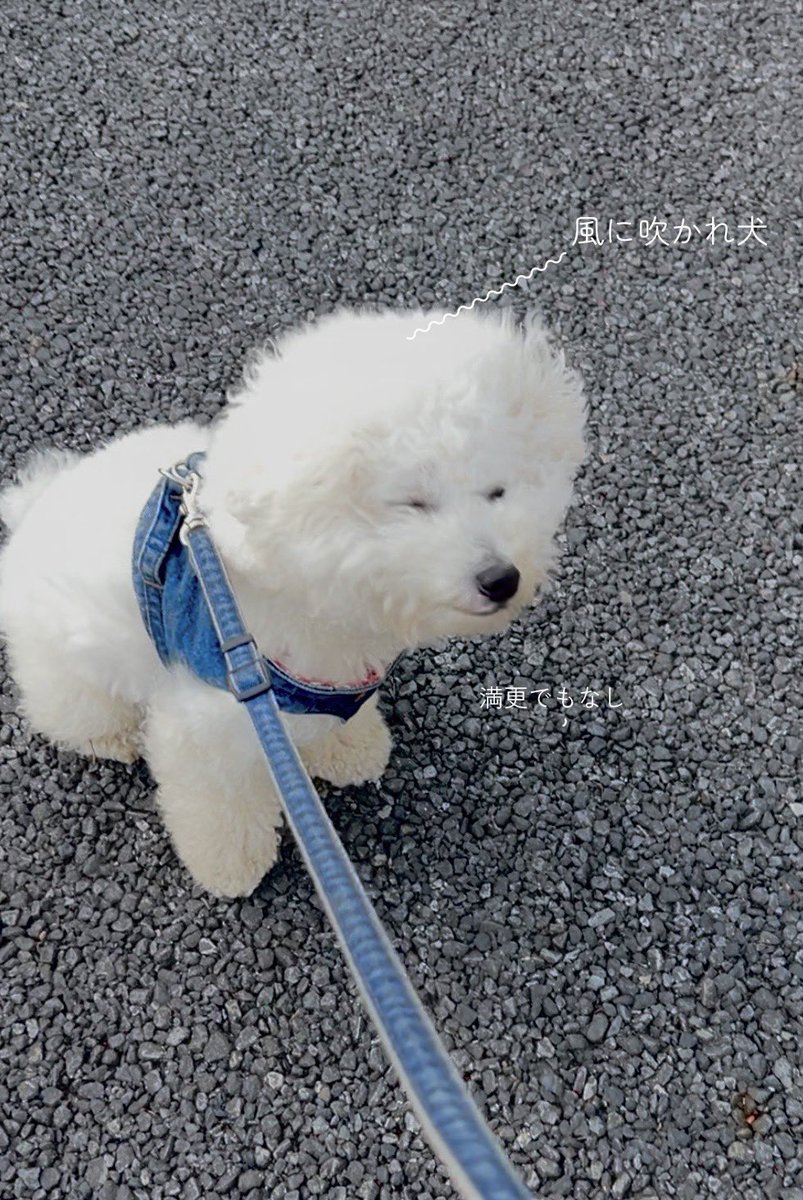 形が定まらない犬 (@papoter_dog) / Posts / X