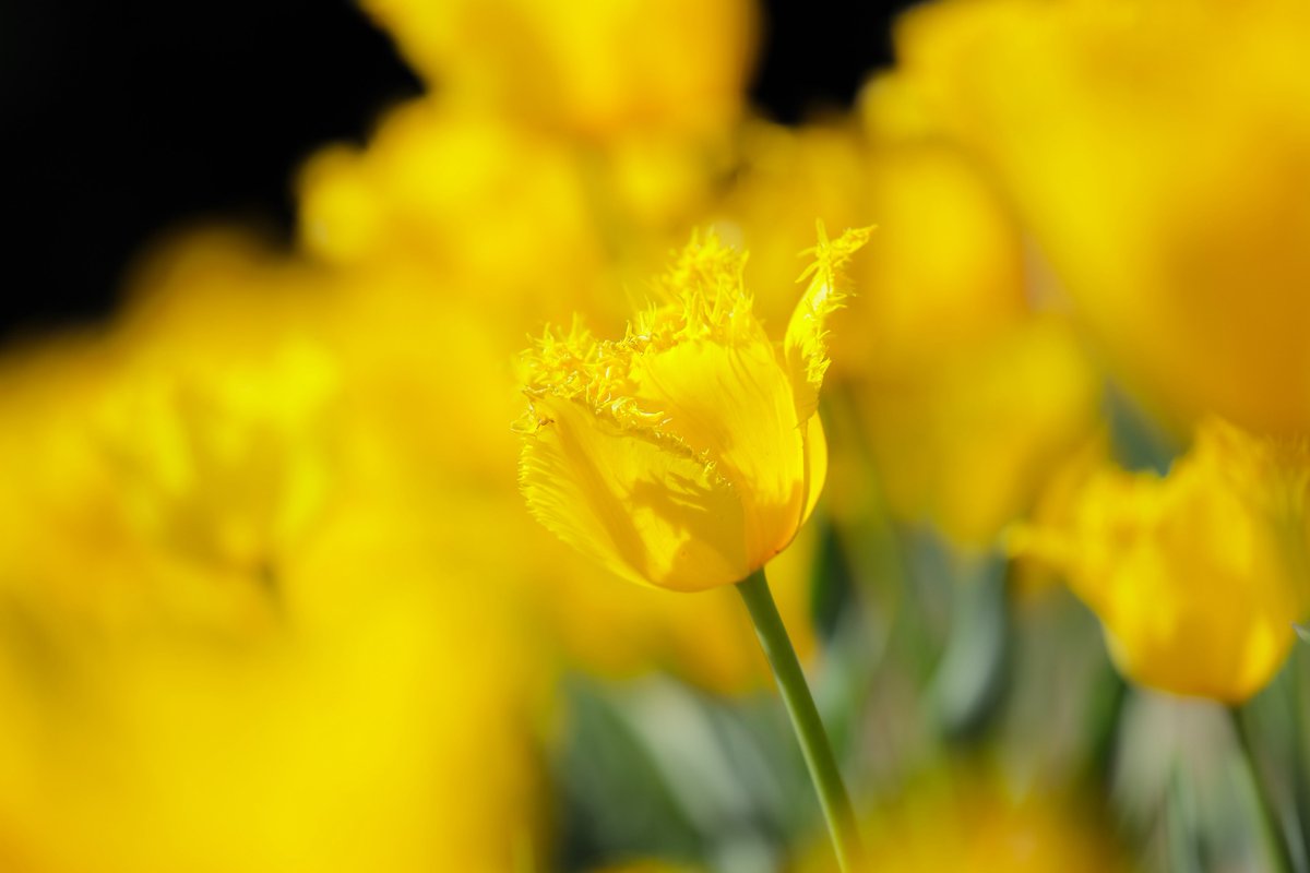 希梨@24mm tweet media