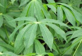 NY_amankwaa's tweet photo. 🍀Chiefs don’t rise to urinate in public gatherings because of cassava leaves. Just put cassava leaves in ur pocket or panties 2 touch ur skin or around ur waist when traveling long journeys or in gatherings. You wont have problems with having to urinate. It works 4 bedwetting kids