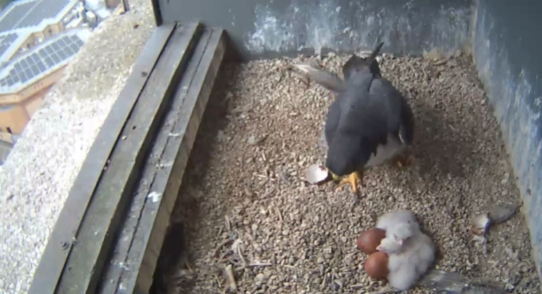 CitizenZoo's tweet photo. "The fact that we had five eggs is quite significant. By mid-June, they will be attempting to fly, and by a week after that they are pretty agile in the air." #rewilding #conservationoptimism 
https://t.co/TXH7f6iQ4q https://t.co/gBdiL7Vgep