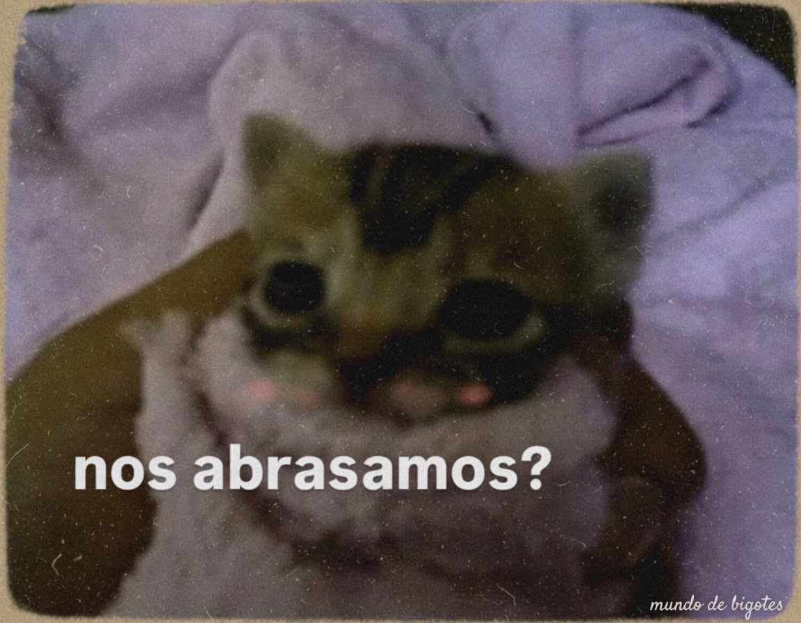 Mundo de Bigotes (@mundodebigotes) on Twitter photo 
