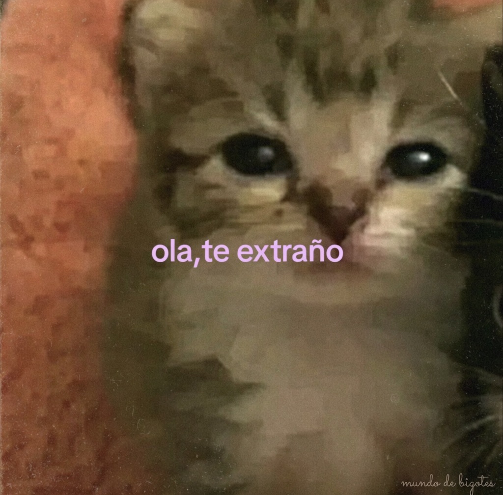 Mundo de Bigotes tweet media