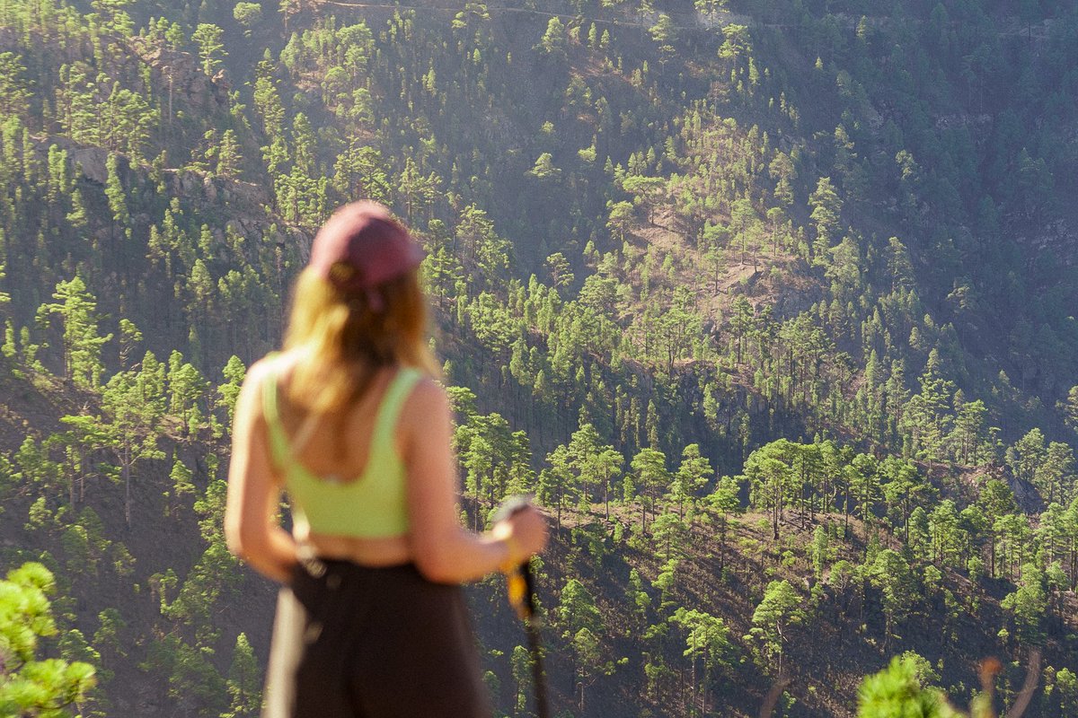 GCWFestival's tweet photo. Entre montañas cubiertas de pinos y la luz que dibuja cada rincón, el tiempo parece ir más despacio 🍃

#GranCanaria regala momentos en los que todo se detiene y solo queda contemplar el paisaje que te rodea 🌄✨

#GCWF2026 #GCNaturalandActive #MuchoPorVivir https://t.co/lHIkSqzbP0
